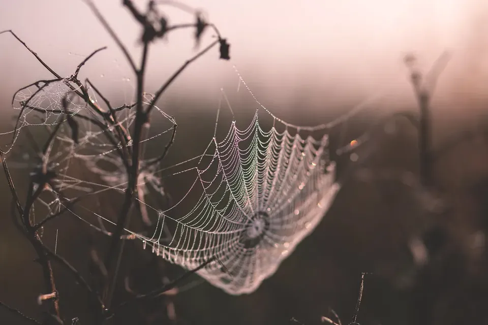 A spider's web covered in dew between dry stems at dawn